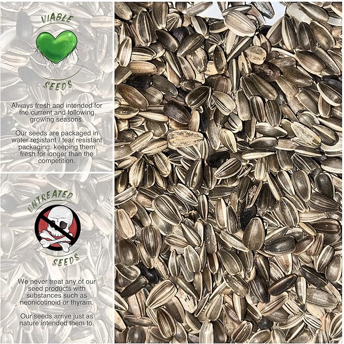 Seed Needs, Dwarf Sunspot Sunflower Seeds - 80 Heirloom Seeds for Planting Helianthus annuus - Attracts Butterflies & Pollinators, Grows 2 Feet Tall (1 Pack)