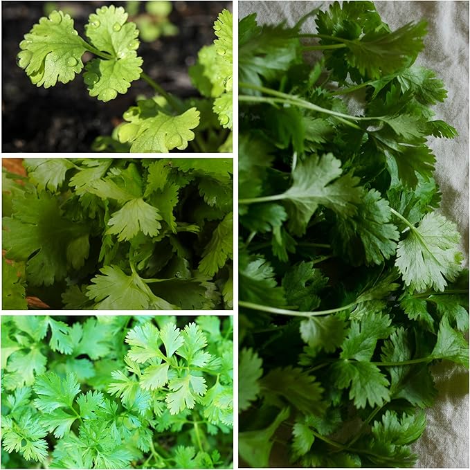 Seed Needs Cilantro Seeds for Planting Coriander Kitchen Herbs - Non-GMO, Heirloom & Untreated - Organically Grow a Home Grown Herb Garden Indoors or Outdoors (2 Packs)