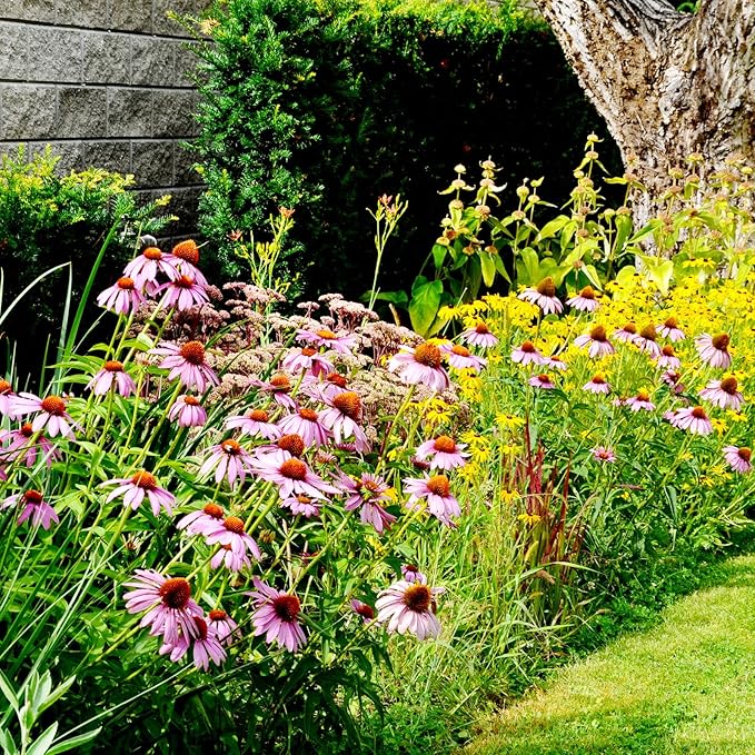 Echinacea Seeds, Purple Coneflower Seeds, Over 2300 Echinacea Seeds for Planting, Non-GMO, Open Pollinated, Heirloom Flower Seeds