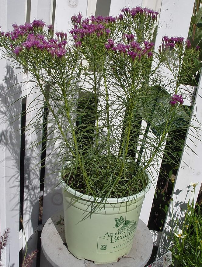 American Beauties Native Plants Vernonia 'Iron Butterfly' (Narrow-Leaf Ironweed) Perennial, 1-Size Container, Purple Flowers