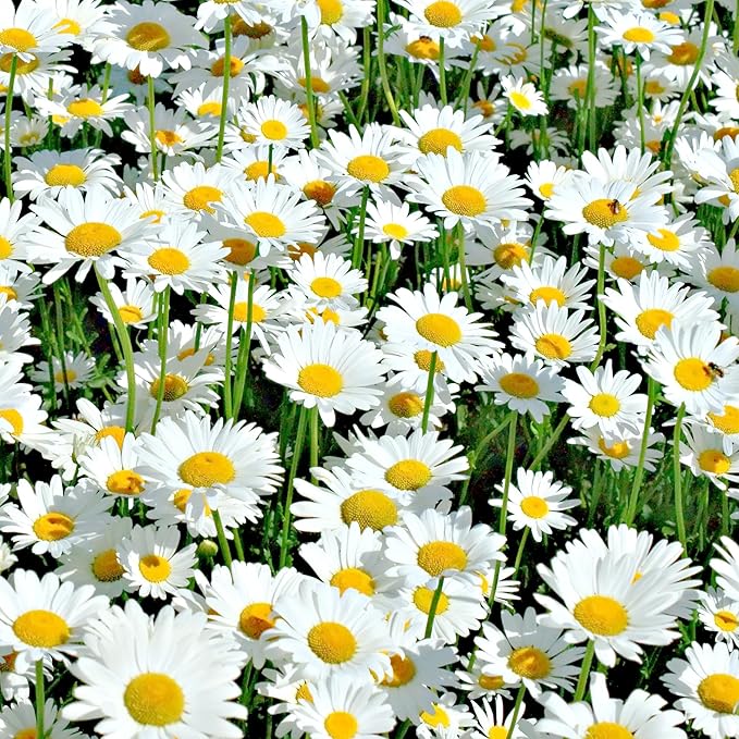 The Old Farmer's Almanac Daisy Seeds (Shasta Alaska) - Approx 700 Flower Seeds - Non-GMO, Premium, Open Pollinated