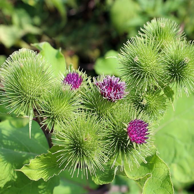 Outsidepride 1000 Seeds Biennial Arctium Lappa Burdock Herb Garden Seeds for Planting