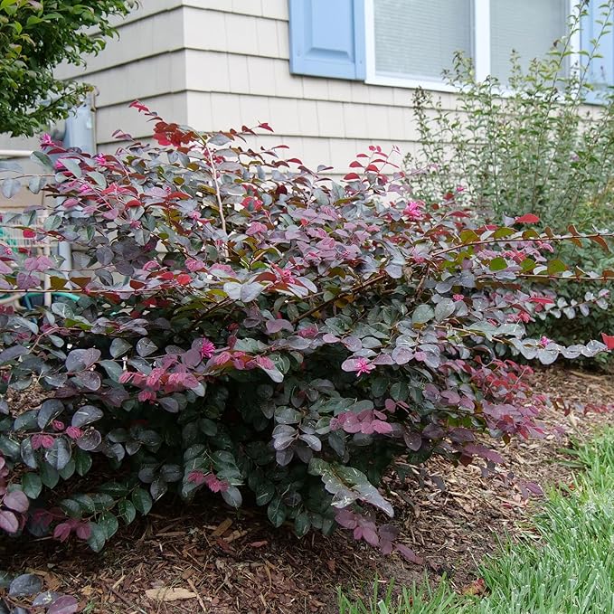 2 Gallon Proven Winners Loropetalum Jazz Hands Pink Shrub