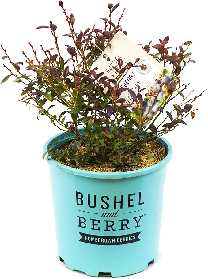 Bushel and Berry™ - Vaccinium cor. Blueberry Glaze (Blueberry) Edible-Shrub, , #2 - Size Container