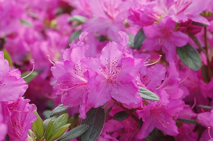 Azalea 'Karen' (Azalea) Shrub, lavender flowers, #3 - Size Container