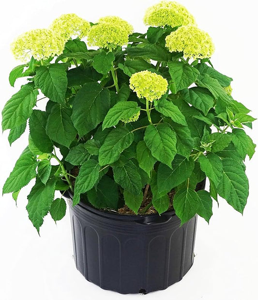 Hydrangea arb. 'Annabelle' (Smooth Hydrangea) Shrub, white mophead flowers, #3 - Size Container