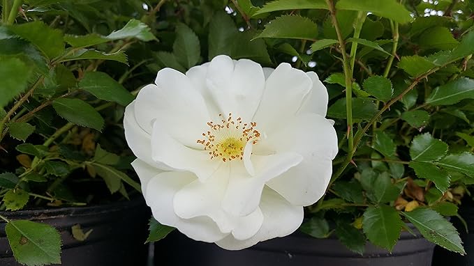 Flower Carpet Roses - Rosa White (Rose) Rose, double white flowers, #2 - Size Container