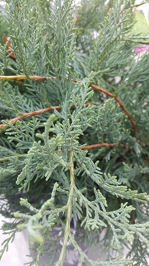Grey Owl Juniper, evergreen plant in 2 Gallon pot - Juniper Virginiana 'Grey Owl'