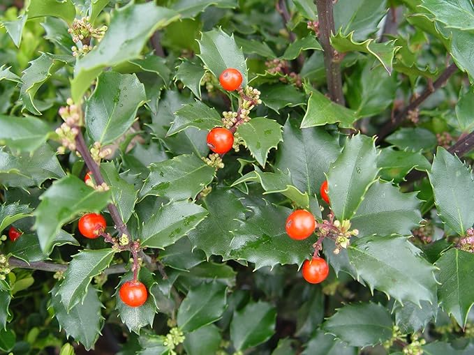 Ilex X meserveae 'Berryific' (Holly) Evergreen, Male & female in same pot, #3 - Size Container