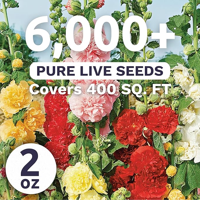 Hollyhock 'Chater's Double' Mix - Bulk 2 Ounce Pouch - 6,000 Flower Seeds for Planting - Alcea rosea