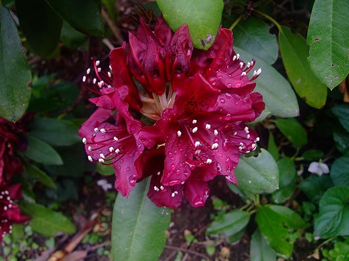 Rhododendron 'Dark Lord' (Rhododendron) Evergreen, burgundy red flowers, #2 - Size Container