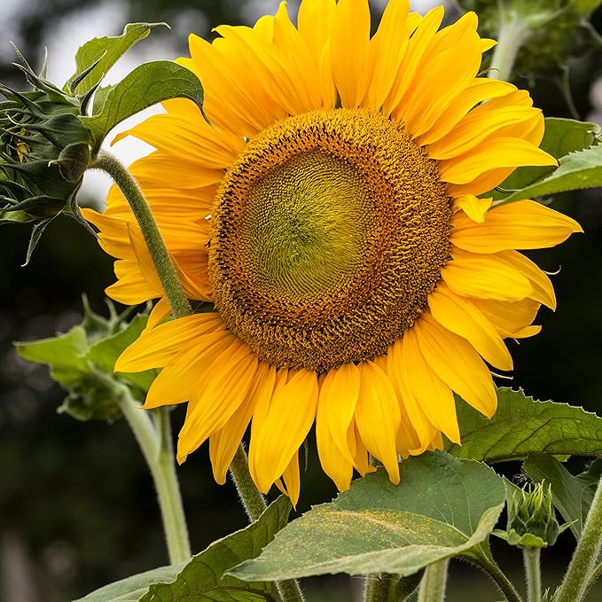 The Old Farmer's Almanac Sunflower Seeds (Mammoth Gray Stripe) - Approx 80 Flower Seeds - Premium Non-GMO, Open Pollinated, USA Origin