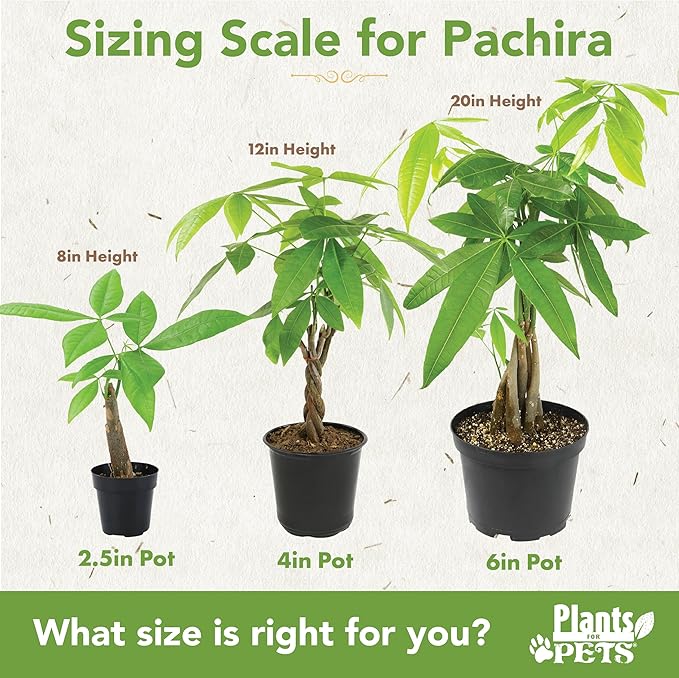 Live Money Tree Plant, Pachira Aquatica Money Tree, Feng Shui Money Tree Pachira Aquatica Plant, Pachira Plant Bonsai Tree in Planter Pot With Soil, Plants for Pets, 2.5-inch pot