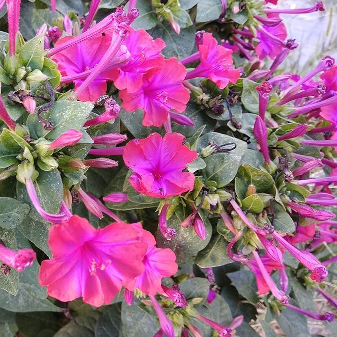 Outsidepride 1/4 lb. Perennial Mirabilis Jalapa Four O' Clock Pink Flower Seeds for Planting