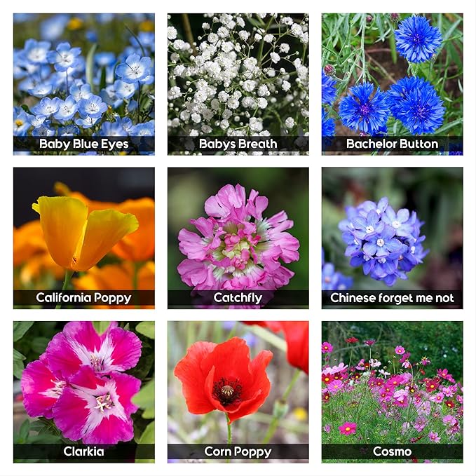 NatureZ Edge Wildflower Seeds Mix – 1/4 lb, 170,000 Seeds, 35 Variety Perennial & Annual Flower Seeds to Plant Outside, Bulk Wildflower Seeds, Wild Flower, Semillas de Flores
