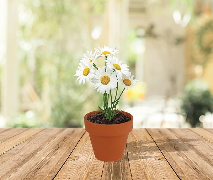 BUZZY Daisy Seeds & Genuine Terracotta 5cm Mini Pot Bulk Pack (20 Count), Includes 20 Each of pots, Soil pellets and Seeds - Great for Favors, Crafts, School Projects - Guaranteed to Grow
