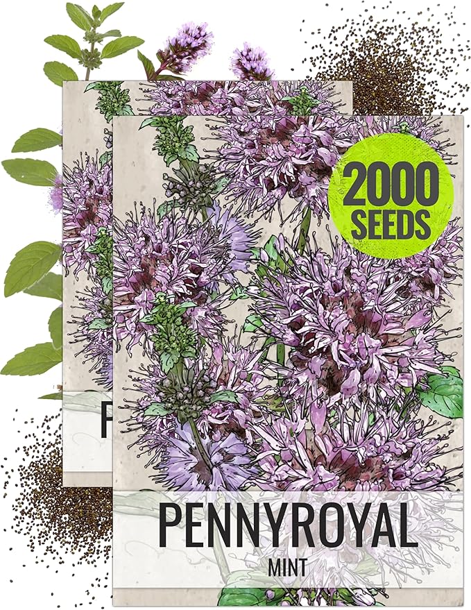 Seed Needs, Pennyroyal Mint Seeds - 1,000 Heirloom Seeds for Planting Mentha pulegium - Medicinal Herb Non-GMO & Untreated for Indoor/Outdoor Gardens (2 Packs)