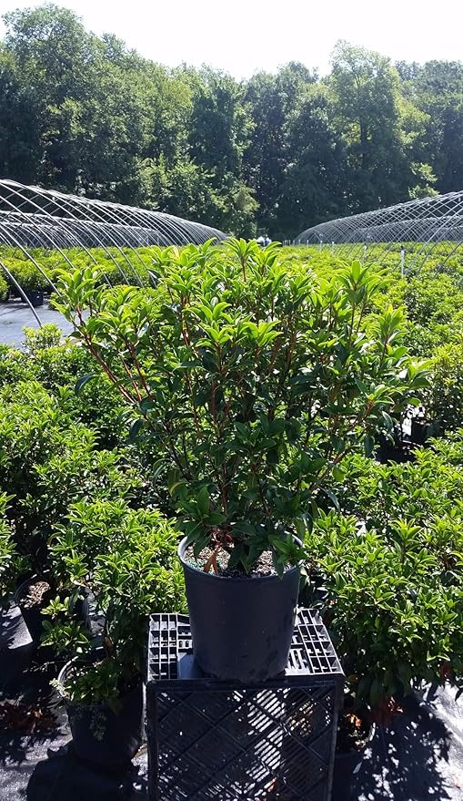 Kalmia LAT Glow' (Mountain Laurel) Evergreen, 3-Size Container, Raspberry Pink Flowers
