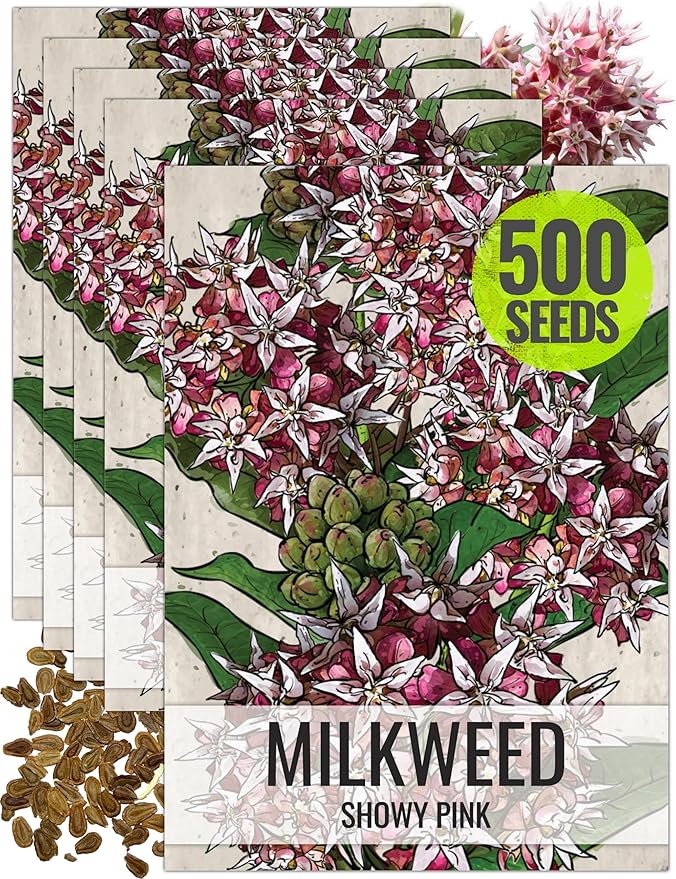 Seed Needs Showy Milkweed Seeds for Planting - Untreated & Open Pollinated, Attracts Monarch Butterflies in a Butterfly Garden (5 Packs)