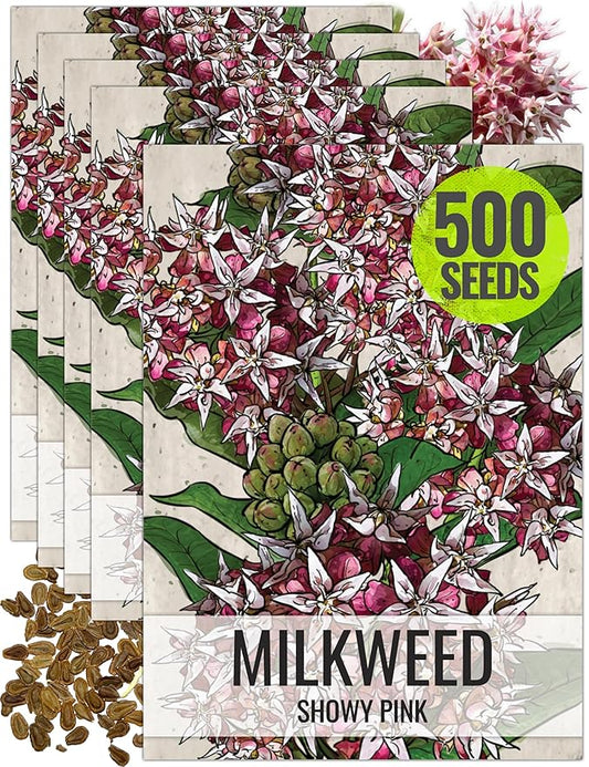 Seed Needs Showy Milkweed Seeds for Planting - Untreated & Open Pollinated, Attracts Monarch Butterflies in a Butterfly Garden (5 Packs)