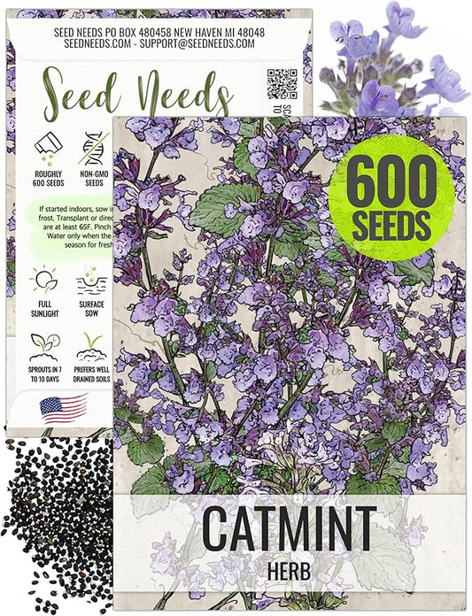 Seed Needs, Catmint Seeds for Cats - 600 Heirloom Seeds for Planting Nepeta mussinii - Perennial Flowering Medicinal Herb Non-GMO & Untreated (1 Pack)