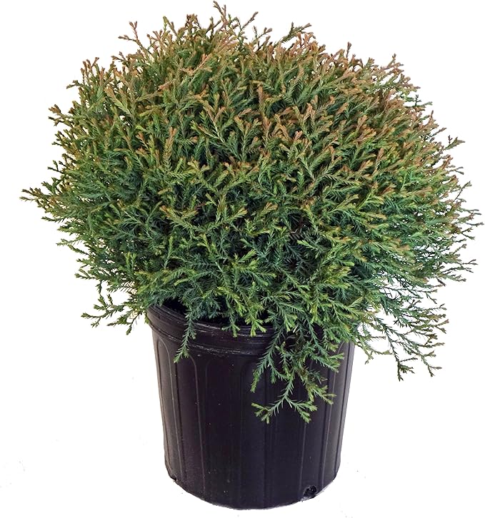Thuja Mr. Bowling Ball (Arborvitae) Evergreen, #2 - Size Container