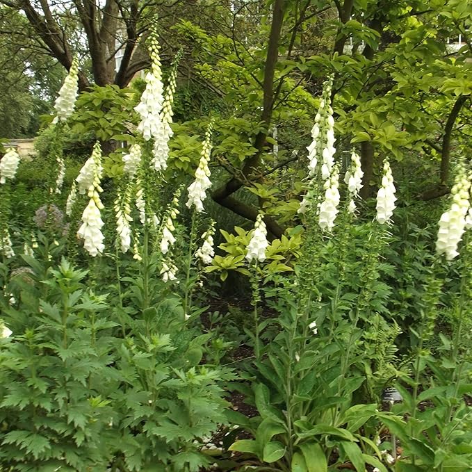 Outsidepride 5000 Seeds Biennial Digitalis Foxglove White Flower Seeds for Planting
