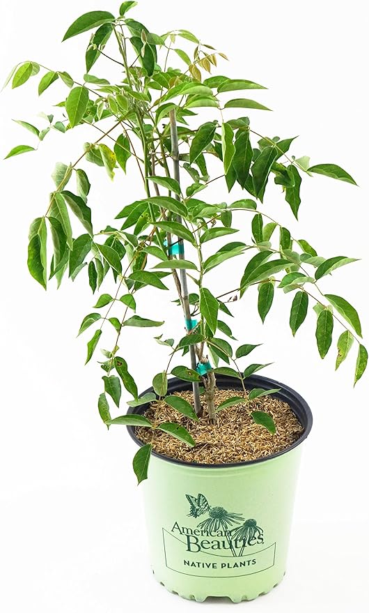 American Beauties Native Plants - Wisteria macro. 'Blue Moon' (Wisteria) Vine, deep blue-purple flowers, #2 - Size Container