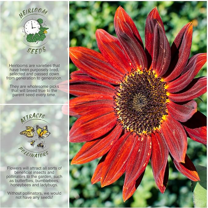 Seed Needs, Multi Branching Midnight Rouge Sunflower Seeds for Planting (Helianthus annuus) Heirloom & Open Pollinated, Great Cut Flower