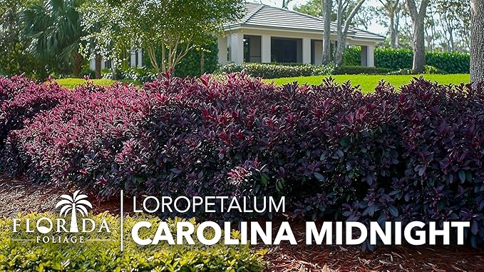 Loropetalum Carolina Midnight | 30 Live Plants | Loropetalum Chinense | Purple Foliage Shrub | Ornamental Landscape Bush | Fast Growing Plants