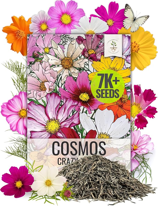 Seed Needs 2.1 Ounce Cosmos Flower Seeds 10+ Varieties Specialty Crazy Blend (Cosmos Bipinnatus, Open Pollinated & Untreated) Resealable Pouch Butterfly Garden Variety - Bulk