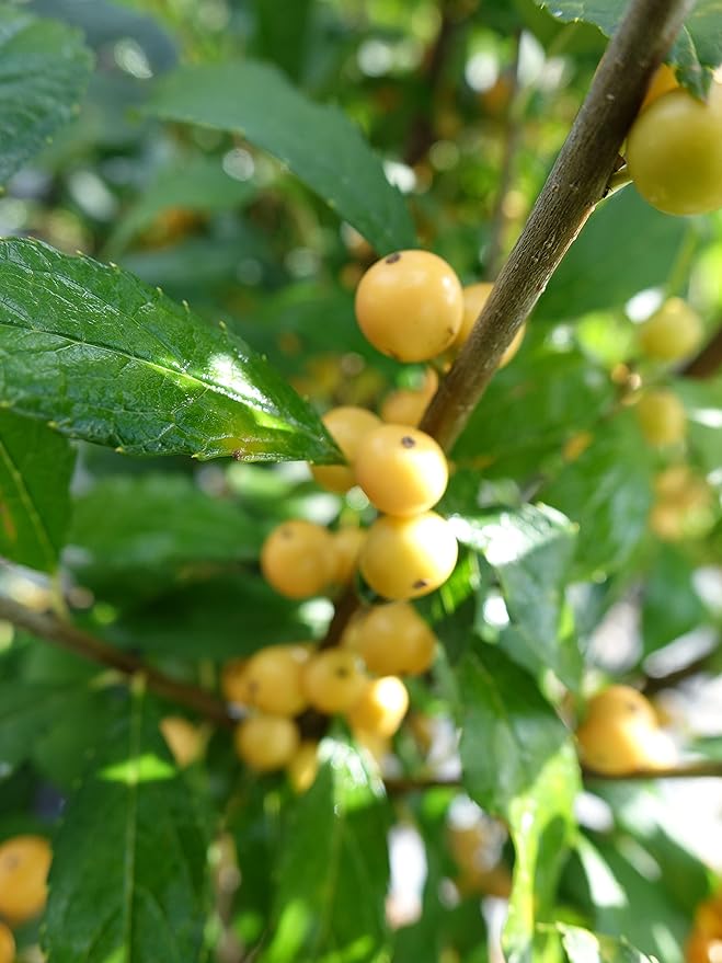 Proven Winners - Ilex verticillata Berry Heavy Gold (Winterberry) Shrub, gold berries, 3 - Size Container