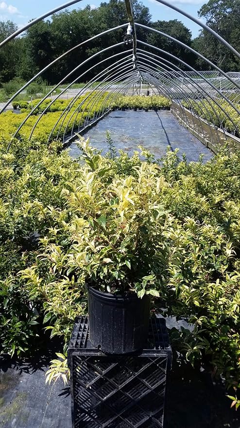 Leucothoe fontanesiana 'Rainbow' (Rainbow Leucothoe) Evergreen, #3 - Size Container