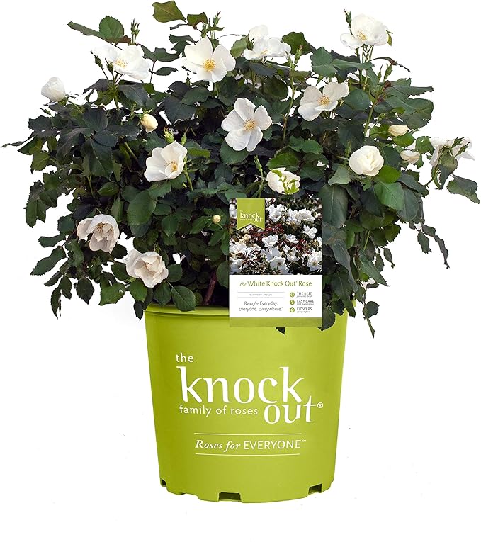 Green Promise Farms KOROSWO03 KOROSWO Rosa White Knock Rose, flowers, 2, 3-Size Container