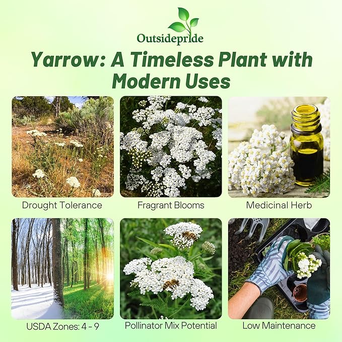 Outsidepride Achillea Millefolium Wild White Yarrow Seeds - 1/4 Lb. Perennial Flower Seeds, Drought Resistant, Low Maintenance & Easy Planting for Beautiful Garden & Fireflies Attraction