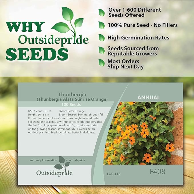 Outsidepride 100 Seeds Annual Orange Thunbergia Black-Eyed Susan Vine Flower Seed for Planting