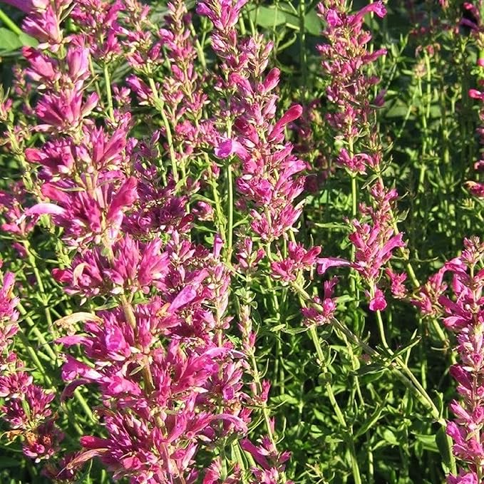 CHUXAY GARDEN Agastache Heather Queen Seed 60 Seeds Hummingbird Mint Perennial Herb Plant Highly Fragrant Makes Great Edging
