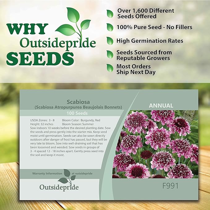 Outsidepride 200 Seeds Perennial Maroon Beaujolais Bonnets Scabiosa Pincushion Flower Seeds for Planting
