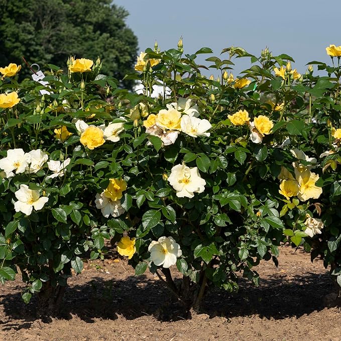 2 Gallon Knock Out Easy Bee-zy Rose Shrub