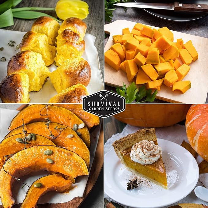 Survival Garden Seeds - Jack-O-Lantern Pumpkin Seed for Planting - 5 Packs with Instructions to Plant and Grow Orange Carving Pumpkins in Your Home Vegetable Garden - Non-GMO Heirloom Variety