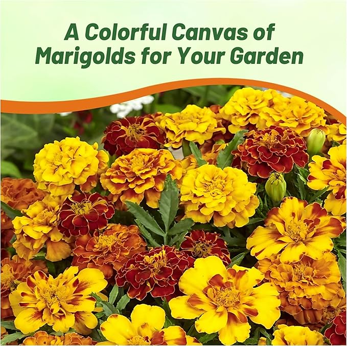 Outsidepride French Marigold Seeds Mix - 1 Lb. Annual, Compact, Heat & Drought Tolerant Flower Seeds for Planting w/Orange & Yellow Prolific Blooms, Ideal for Vibrant Pollinator Gardens