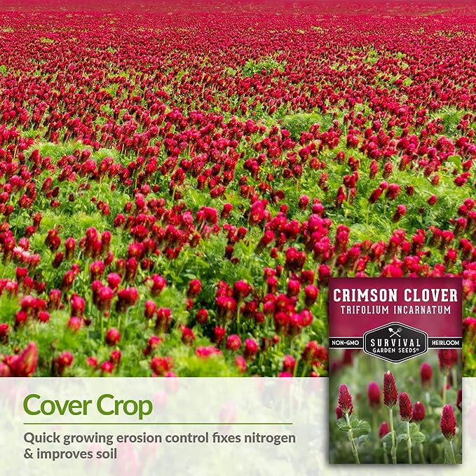 Crimson Clover Seed for Planting - 1 Packet with Instructions to Plant & Grow Flowers or Cover Crop in Your Home Vegetable Garden - Non-GMO Heirloom Variety - Survival Garden Seeds
