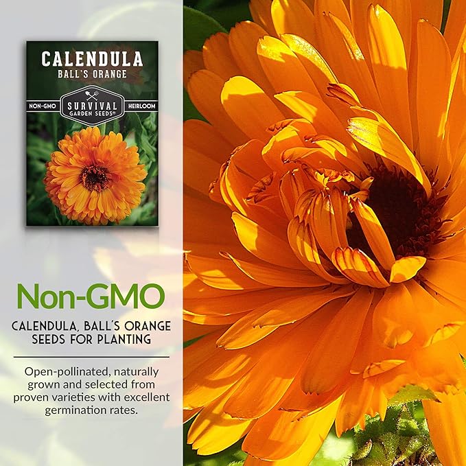 Ball's Orange Calendula Seed for Planting - 3 Packets with Instructions to Plant & Grow Medicinal Herb Plants in Your Home Vegetable Garden - Non-GMO Heirloom Variety - Survival Garden Seeds