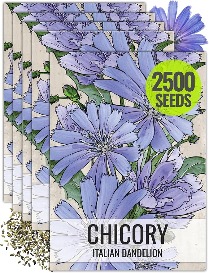 Seed Needs, Chicory Seeds - 500 Heirloom Seeds for Planting Cichorium intybus - Blue Floweres/Wildflowers, Non-GMO & Untreated, Italian Dandelion (5 Packs)
