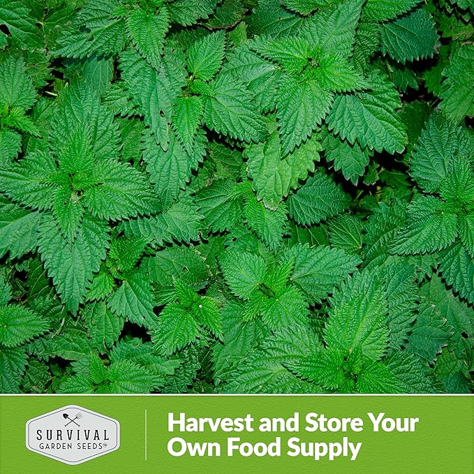 Stinging Nettle Seed for Planting - 2 Packets with Instructions to Plant and Grow Medicinal Herb Common Stinging Nettle in Your Home Herb Garden - Non-GMO Heirloom Variety - Survival Garden Seeds