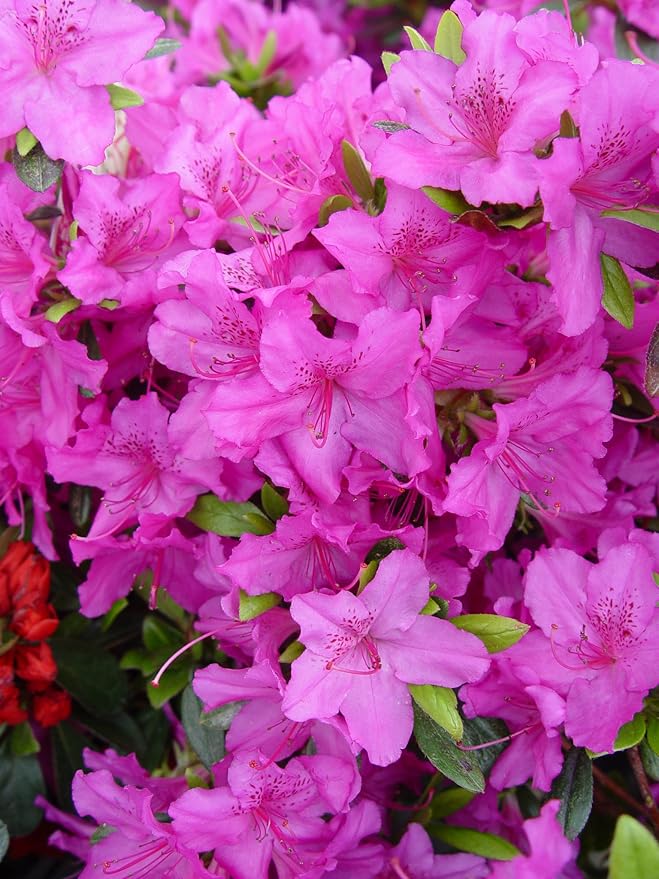 Azalea 'Karen' (Azalea) Shrub, lavender flowers, #2 - Size Container
