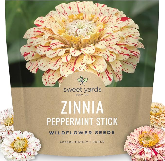 Zinnia Peppermint Stick - Large 1 Ounce Packet - 4,000 Flower Seeds for Planting - Zinnia elegans