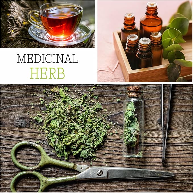 Seed Needs Lemon Balm Seeds for Planting - Non-GMO, Heirloom & Untreated Perennial Medicinal Herb - Plant Indoors/Outdoors Used for Making Calming Tea (2 Packs)