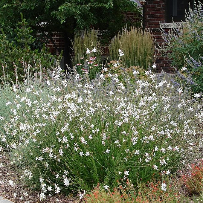 Outsidepride 200 Seeds Perennial Gaura Flower Seeds for Planting