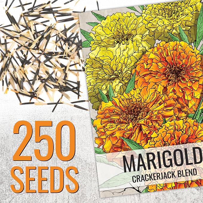 Seed Needs Crackerjack Marigold Seeds for Planting - Heirloom & Open Pollinated Annual Flowers - Plant a Butterfly Garden to Attract Pollinators (2 Packs (500 Seeds))